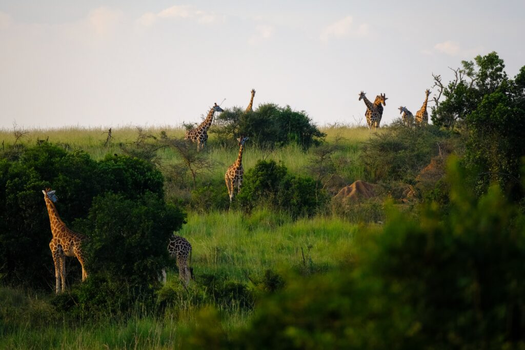 Luxury safari lodge tanzania