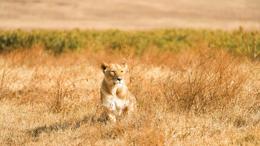 PRIVATE TANZANIA SAFARI