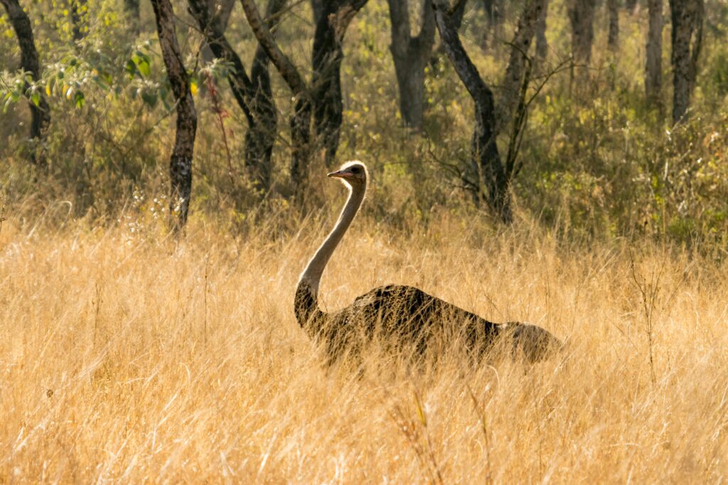 PRIVATE TANZANIA SAFARI