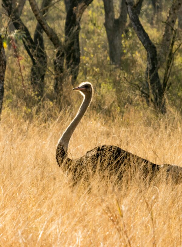 PRIVATE TANZANIA SAFARI