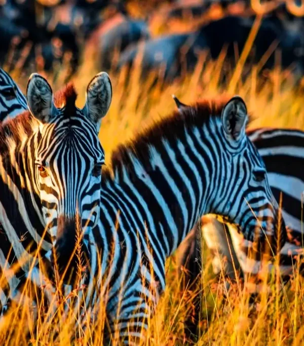 BEST TANZANIA SAFARI TOURS