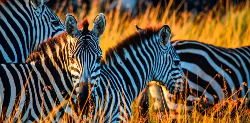 BEST TANZANIA SAFARI TOURS
