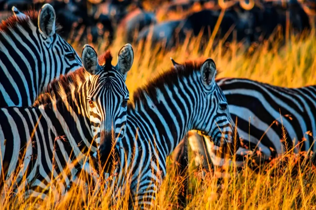 BEST TANZANIA SAFARI TOURS