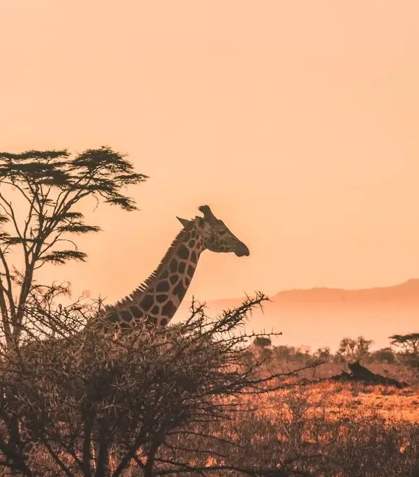 6 DAYS BEST TANZANIA SAFARI TOURS