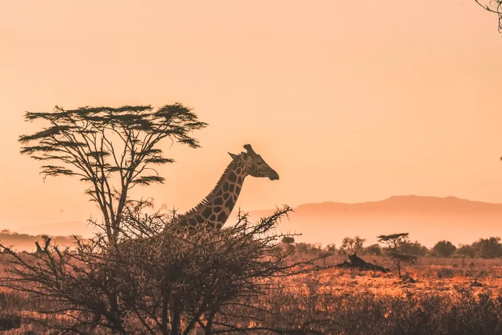 6 DAYS BEST TANZANIA SAFARI TOURS