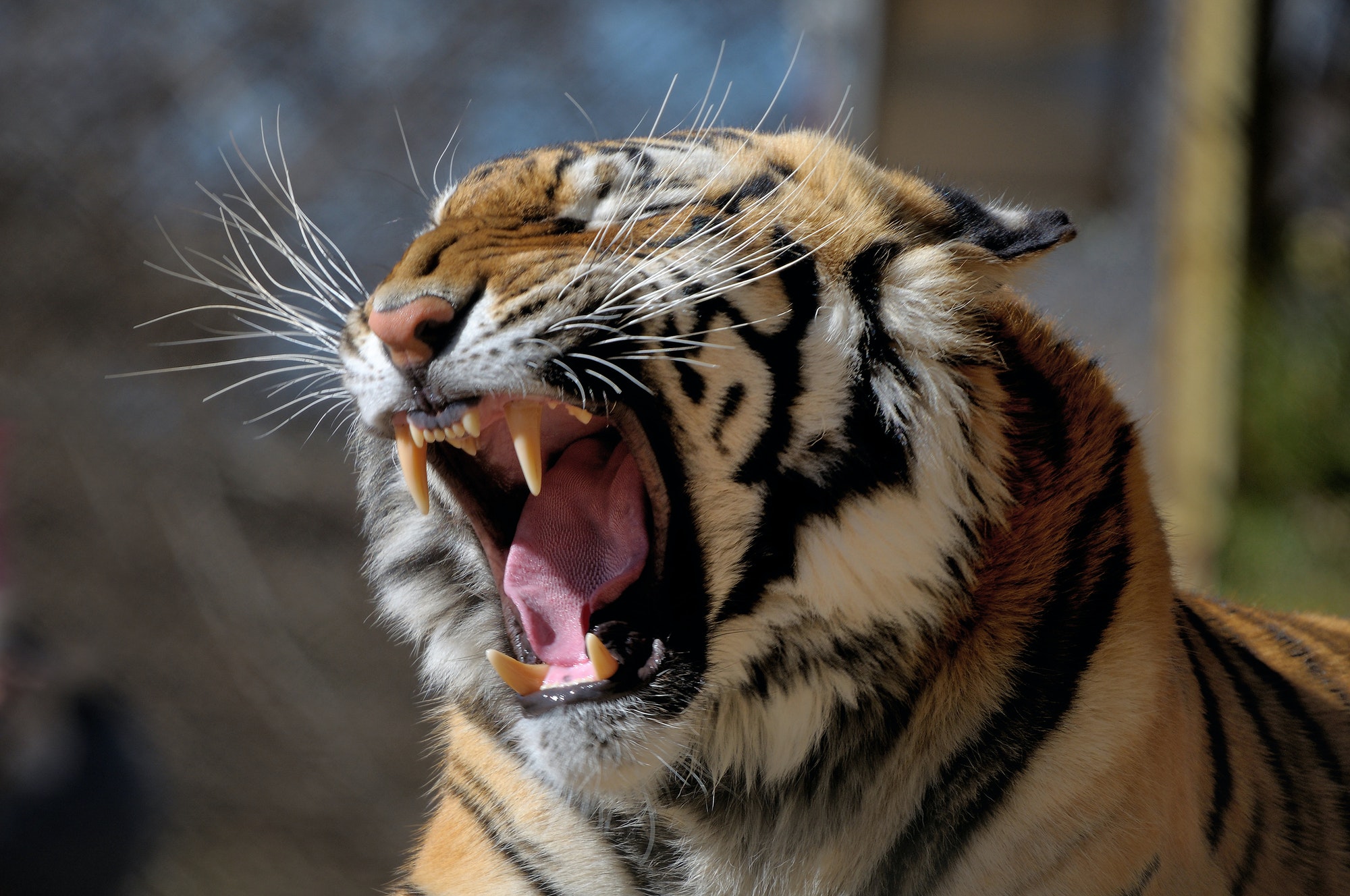 tiger.jpg