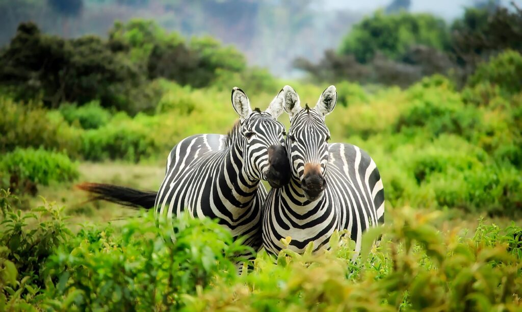BEST TANZANIA SAFARI TOURS
