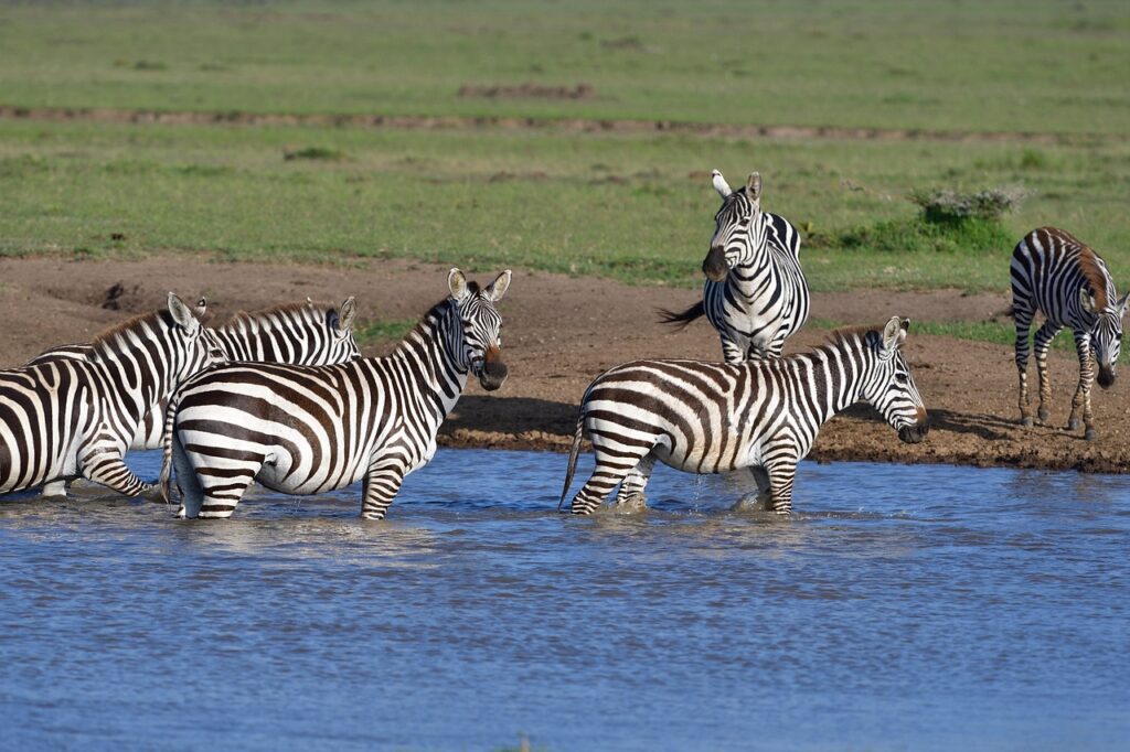 private safari Tour