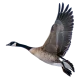 Flying Bird TanzaniaSafaritours