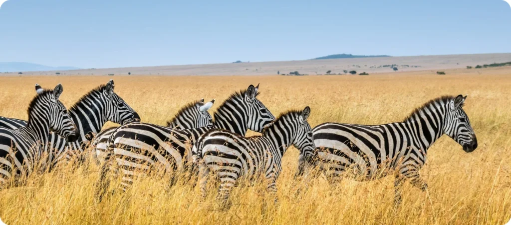 Luxury safari lodge tanzania