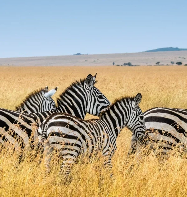 Luxury safari lodge tanzania
