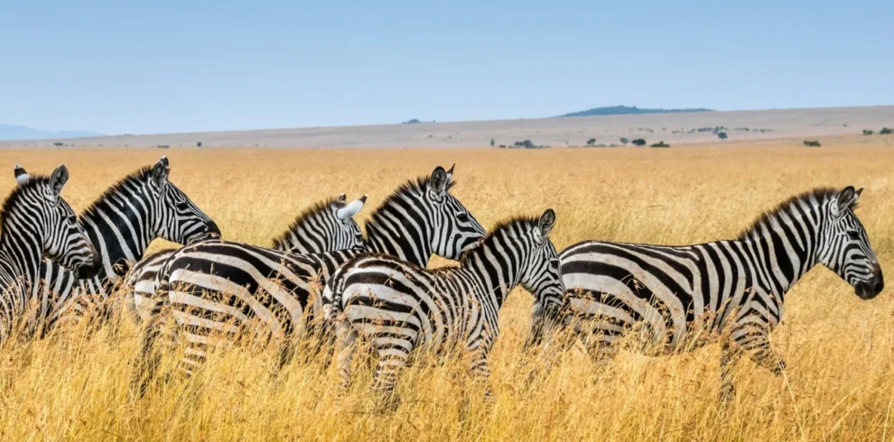 Luxury safari lodge tanzania