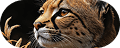 Big Five cat View