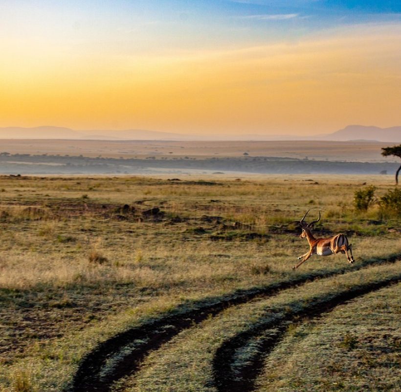 antelope-4121962_1280