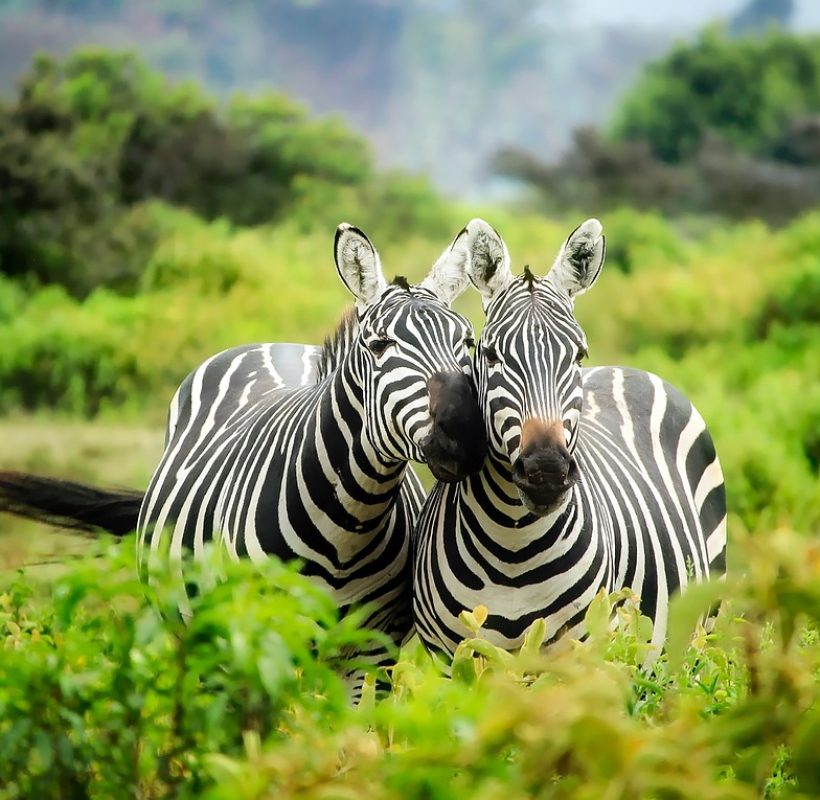 zebras-1883654_1280